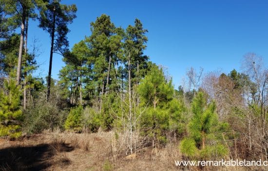 SOLD: 26.28 Acre East Texas Timber Tract #L 🌲🌳
