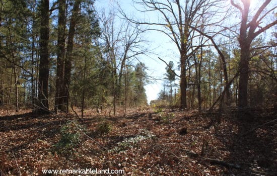 SOLD: 9.71 Acre Wooded Lot