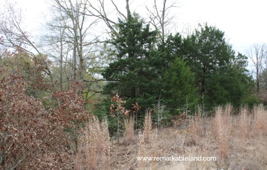 SOLD: Your Best Life Begins on This Three Acre Lot Near Cayuga
