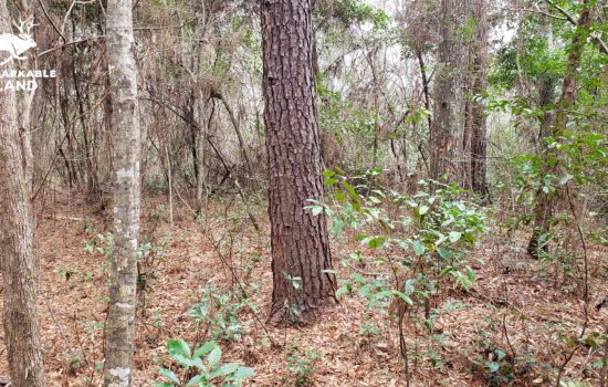 SOLD: Piney Woods Homesite! 1.03 Acres for Your Private Getaway