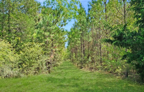 SOLD: 5 Acres Deep in the Piney Woods