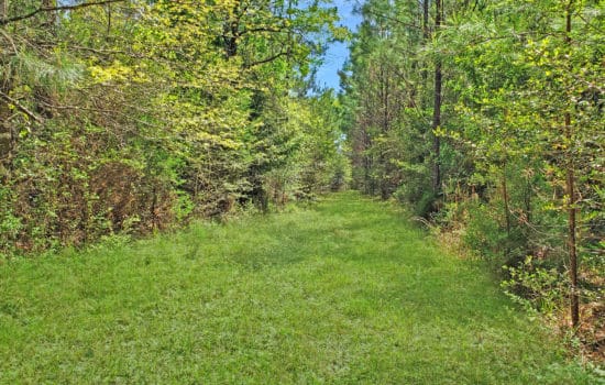 SOLD: 6.7 Acres Deep in the Piney Woods